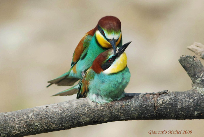 Gruccioni...amorosi